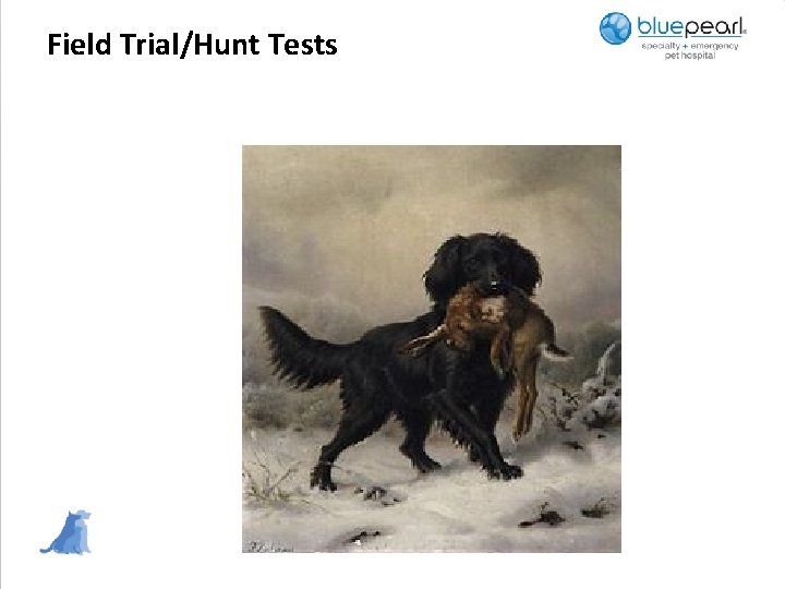 Field Trial/Hunt Tests 