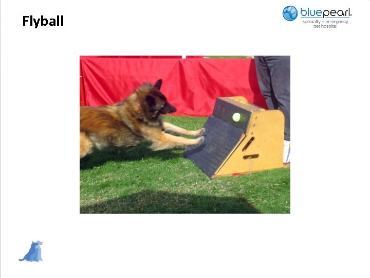 Flyball 