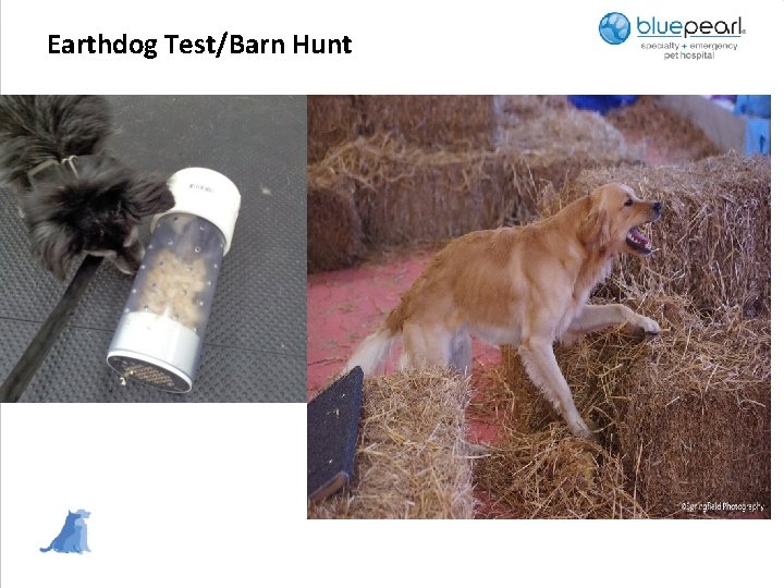 Earthdog Test/Barn Hunt 