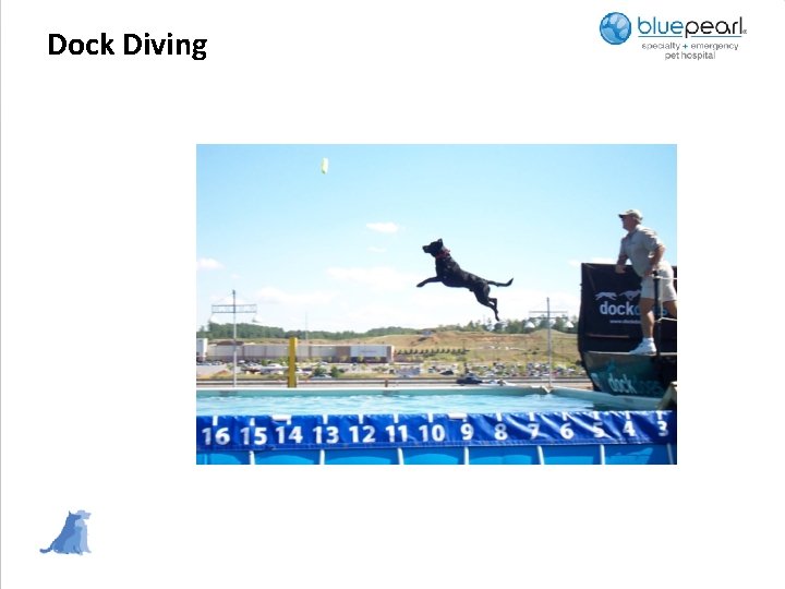 Dock Diving 
