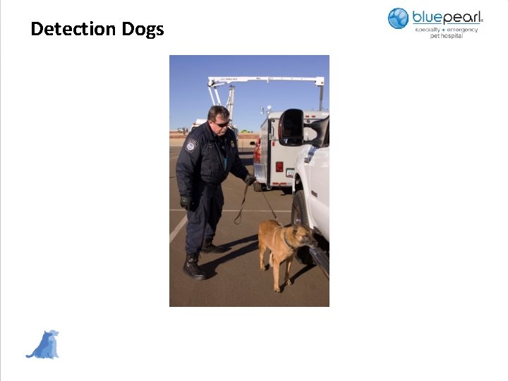 Detection Dogs 