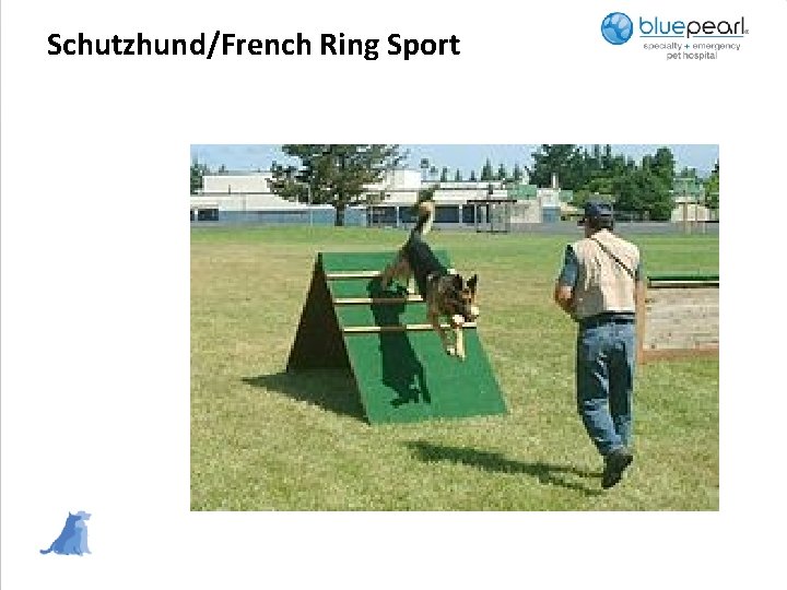 Schutzhund/French Ring Sport 