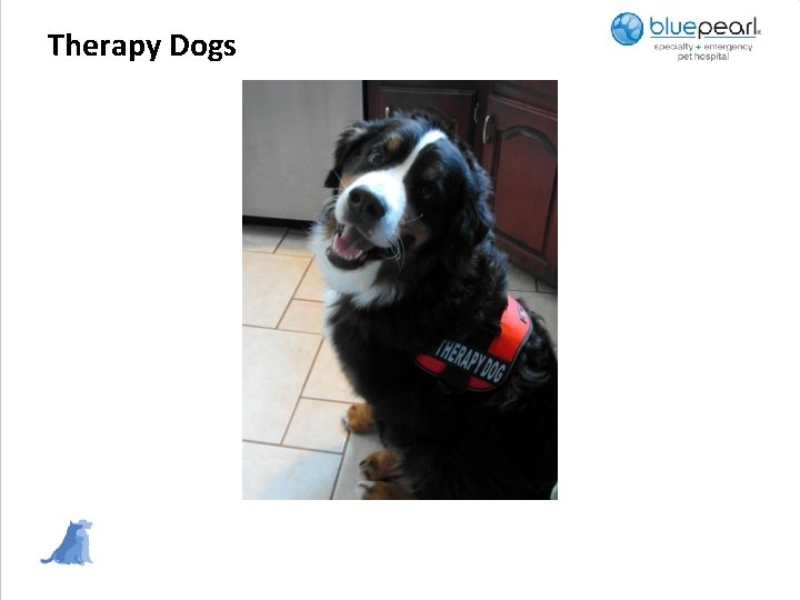 Therapy Dogs 