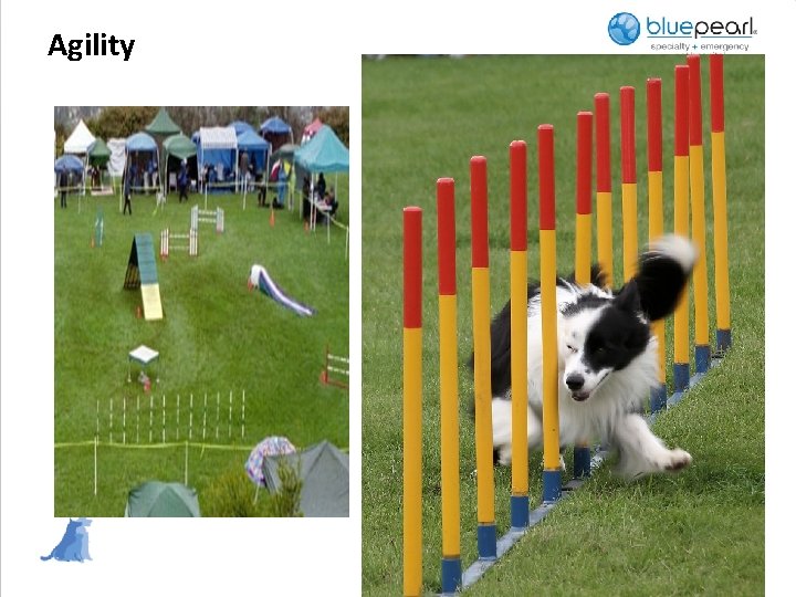 Agility 