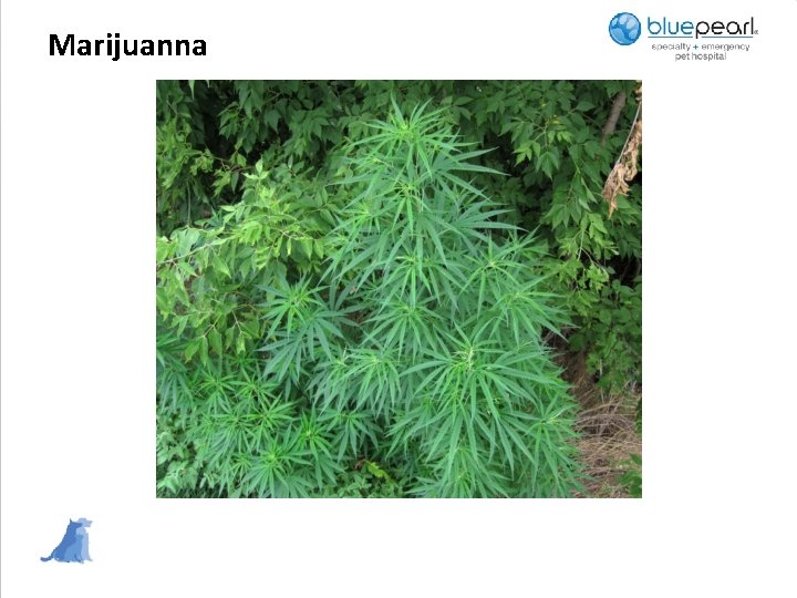 Marijuanna 