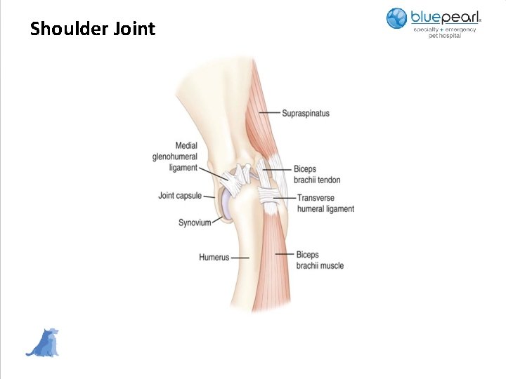 Shoulder Joint 