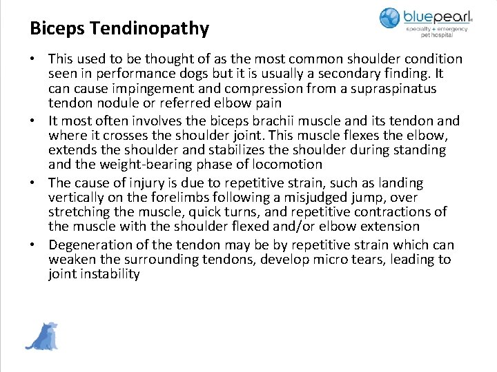 Biceps Tendinopathy • This used to be thought of as the most common shoulder