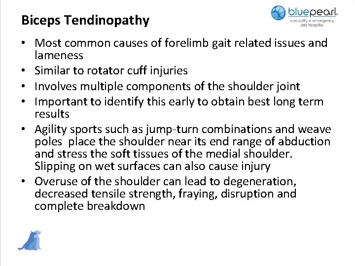 Biceps Tendinopathy • Most common causes of forelimb gait related issues and lameness •