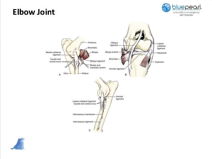 Elbow Joint 