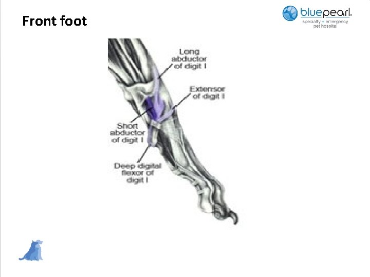 Front foot 