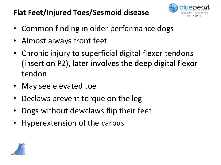 Flat Feet/Injured Toes/Sesmoid disease • Common finding in older performance dogs • Almost always