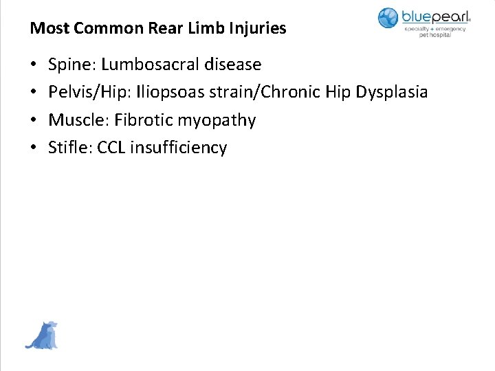 Most Common Rear Limb Injuries • • Spine: Lumbosacral disease Pelvis/Hip: Iliopsoas strain/Chronic Hip