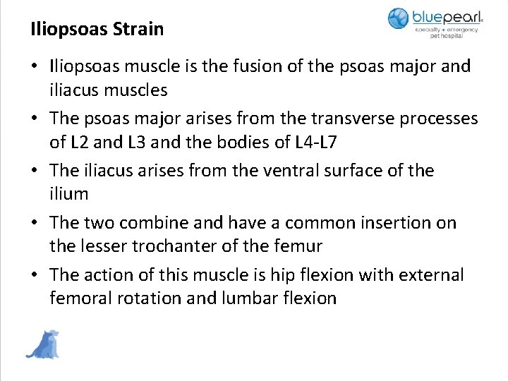 Iliopsoas Strain • Iliopsoas muscle is the fusion of the psoas major and iliacus
