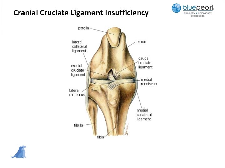 Cranial Cruciate Ligament Insufficiency 