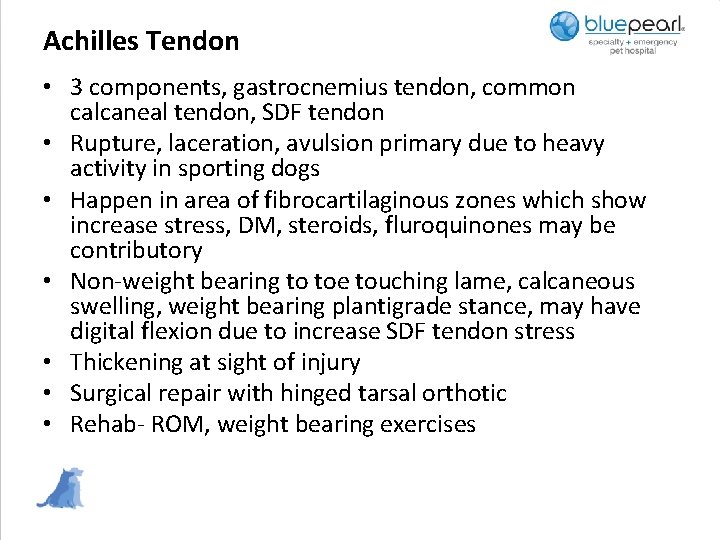 Achilles Tendon • 3 components, gastrocnemius tendon, common calcaneal tendon, SDF tendon • Rupture,