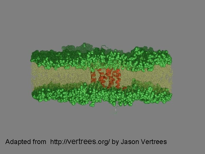 Adapted from http: //vertrees. org/ by Jason Vertrees 