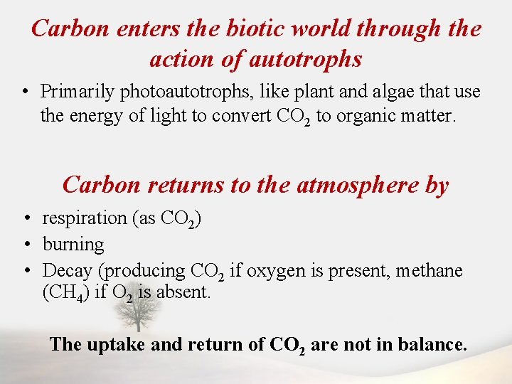 Carbon enters the biotic world through the action of autotrophs • Primarily photoautotrophs, like