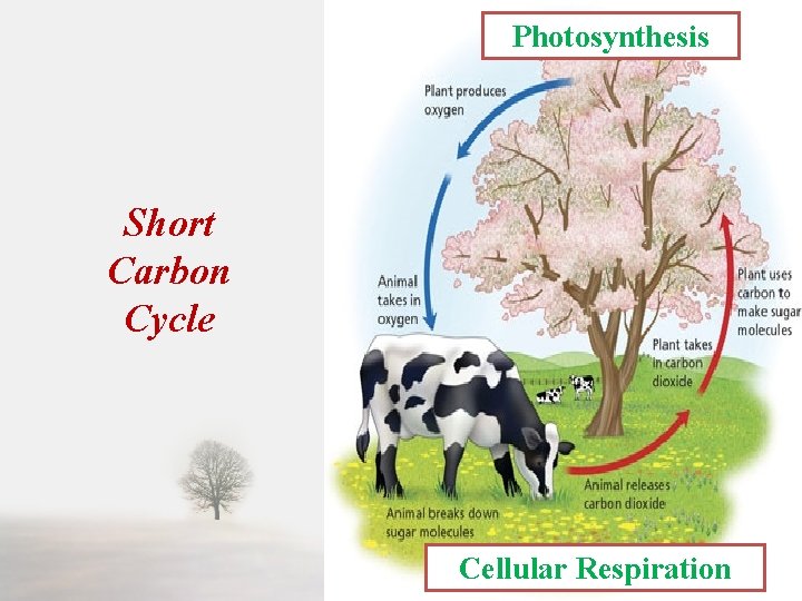 Photosynthesis Short Carbon Cycle Cellular Respiration 