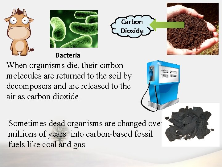 Carbon Dioxide Bacteria When organisms die, their carbon molecules are returned to the soil