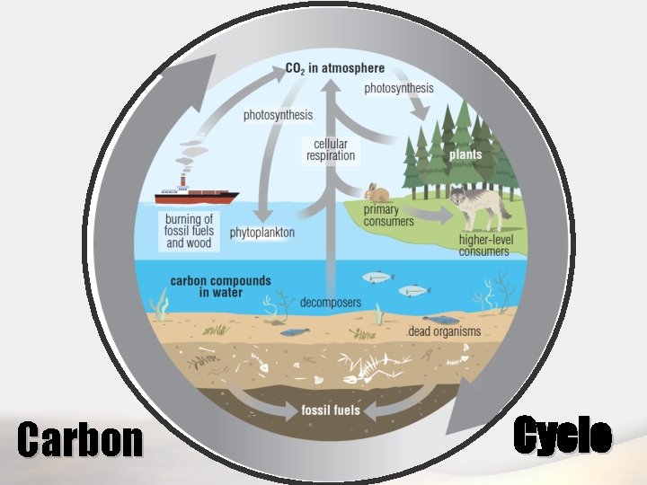 Carbon Cycle 
