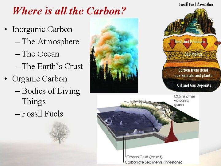 Where is all the Carbon? • Inorganic Carbon – The Atmosphere – The Ocean