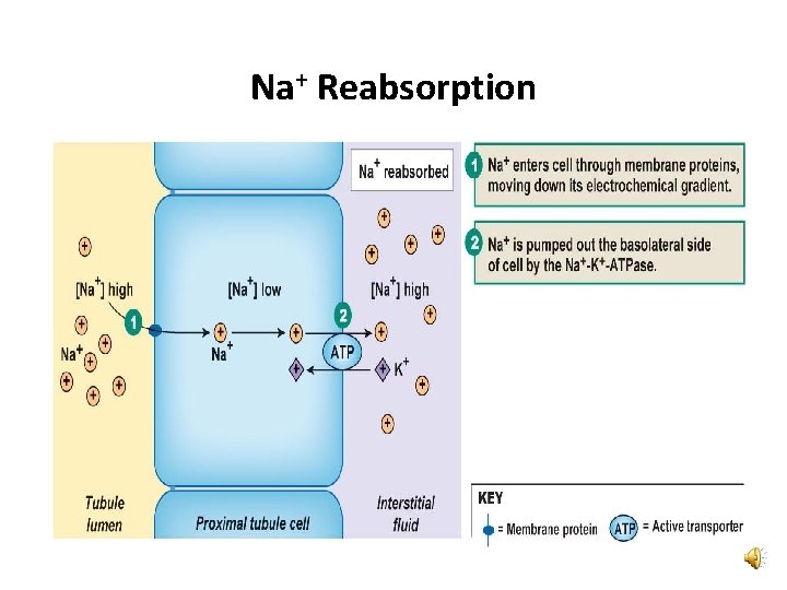 Na+ Reabsorption 