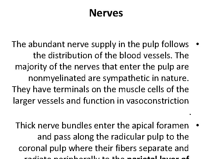 Nerves The abundant nerve supply in the pulp follows • the distribution of the