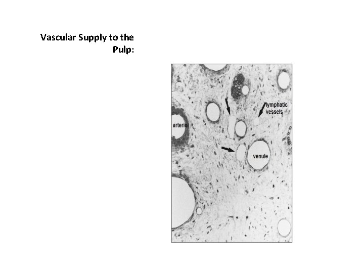 Vascular Supply to the Pulp: 