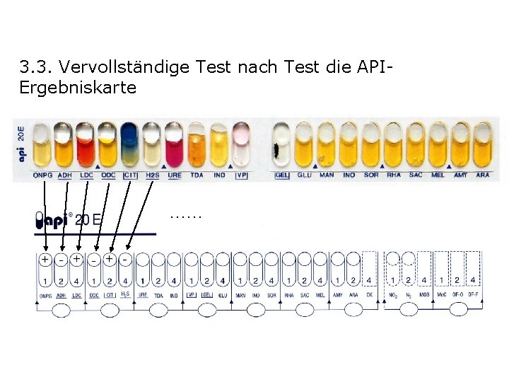 3. 3. Vervollständige Test nach Test die APIErgebniskarte …… + - + - 