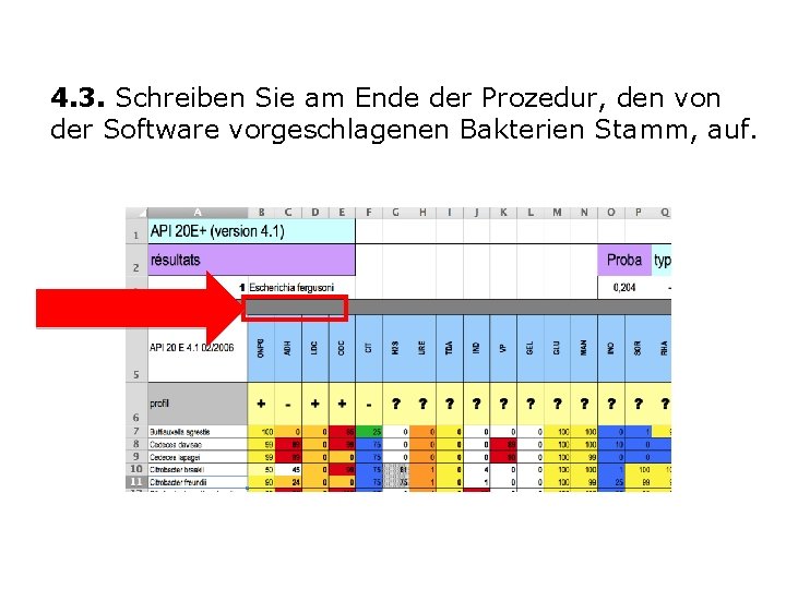 4. 3. Schreiben Sie am Ende der Prozedur, den von der Software vorgeschlagenen Bakterien