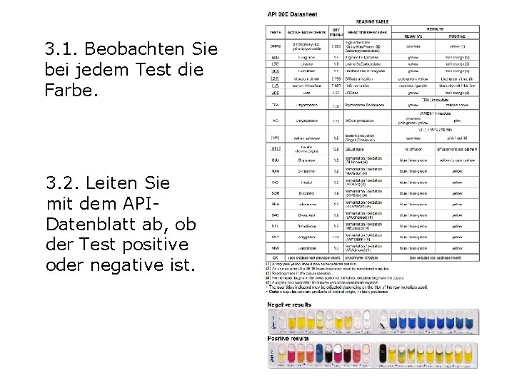 3. 1. Beobachten Sie bei jedem Test die Farbe. 3. 2. Leiten Sie mit