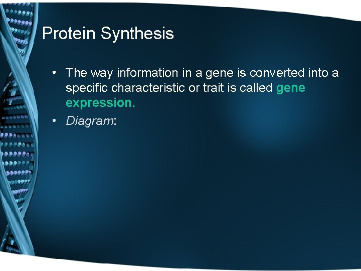 Protein Synthesis • The way information in a gene is converted into a specific