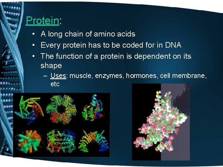 Protein: • A long chain of amino acids • Every protein has to be