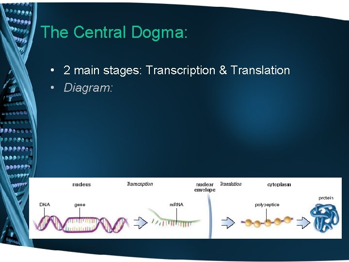 The Central Dogma: • 2 main stages: Transcription & Translation • Diagram: 