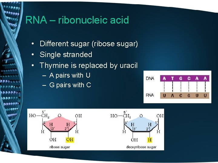 RNA – ribonucleic acid • Different sugar (ribose sugar) • Single stranded • Thymine