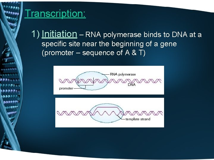 Transcription: 1) Initiation – RNA polymerase binds to DNA at a specific site near