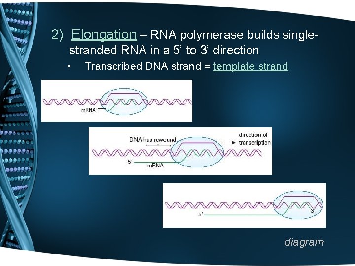 2) Elongation – RNA polymerase builds singlestranded RNA in a 5’ to 3’ direction