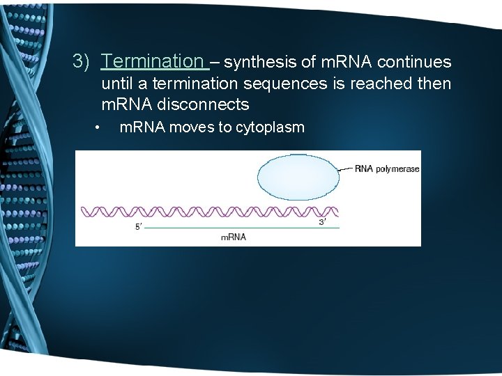 3) Termination – synthesis of m. RNA continues until a termination sequences is reached