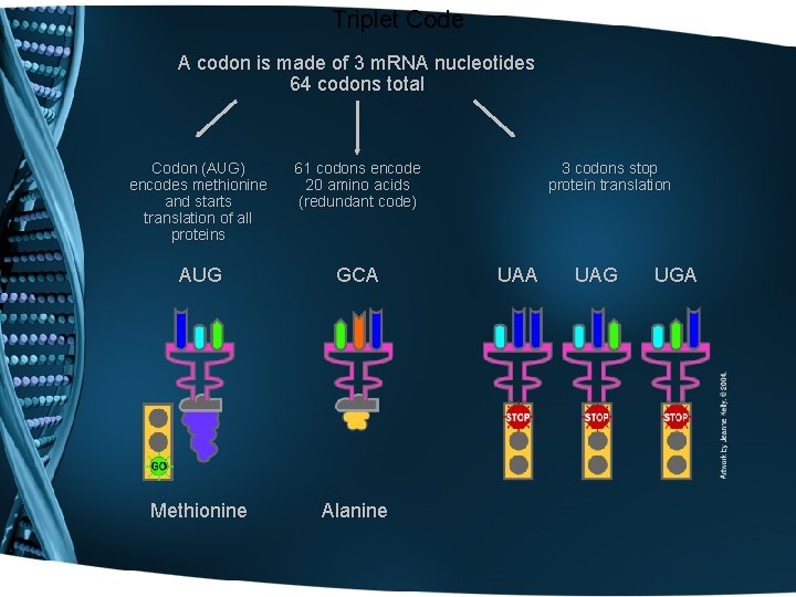 Triplet Code A codon is made of 3 m. RNA nucleotides 64 codons total