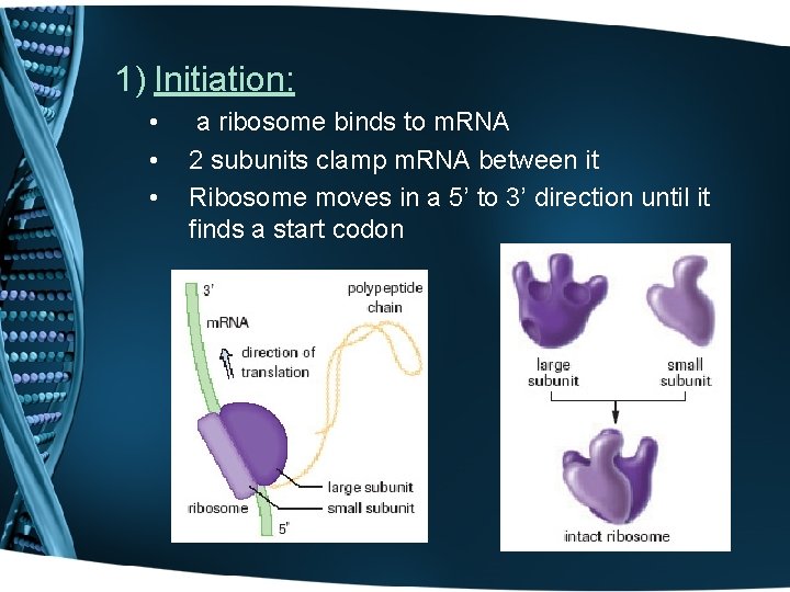 1) Initiation: • • • a ribosome binds to m. RNA 2 subunits clamp