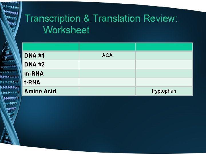 Transcription & Translation Review: Worksheet DNA #1 ACA DNA #2 m-RNA t-RNA Amino Acid
