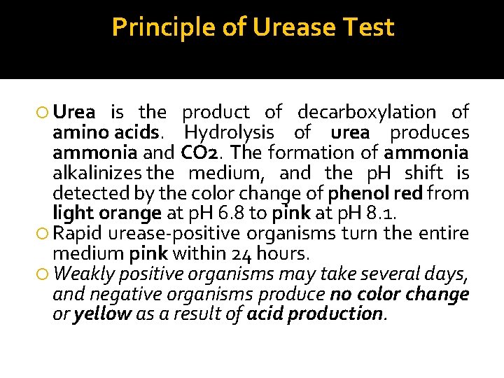 Principle of Urease Test Urea is the product of decarboxylation of amino acids. Hydrolysis