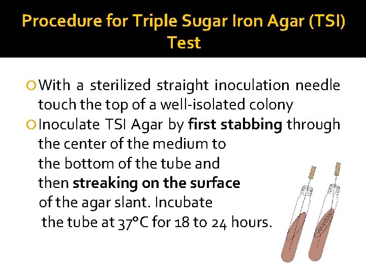 Procedure for Triple Sugar Iron Agar (TSI) Test With a sterilized straight inoculation needle