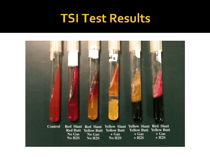 TSI Test Results 