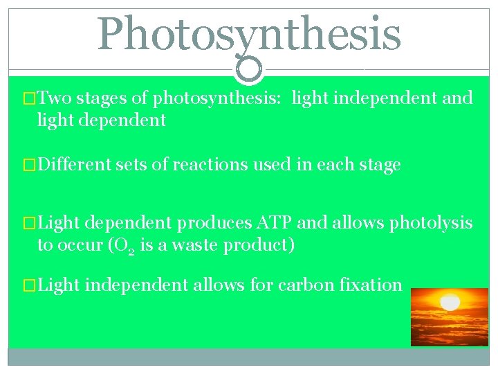 Photosynthesis �Two stages of photosynthesis: light independent and light dependent �Different sets of reactions