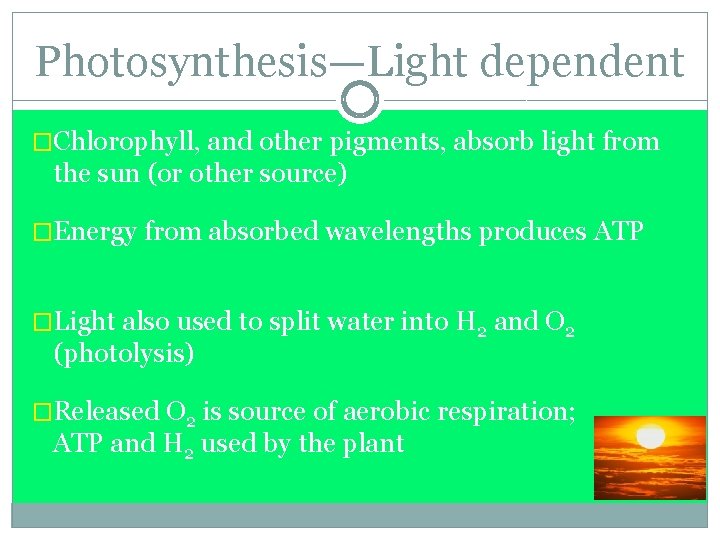 Photosynthesis—Light dependent �Chlorophyll, and other pigments, absorb light from the sun (or other source)