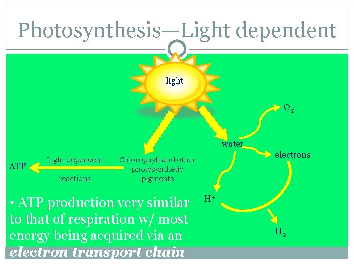 Photosynthesis—Light dependent light O 2 water ATP Light dependent reactions electrons Chlorophyll and other
