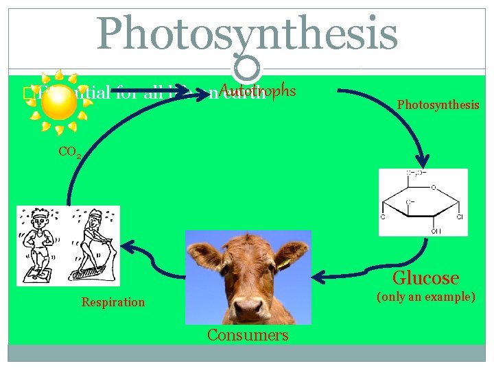 Photosynthesis �Essential for all life on. Autotrophs earth Photosynthesis CO 2 Glucose (only an