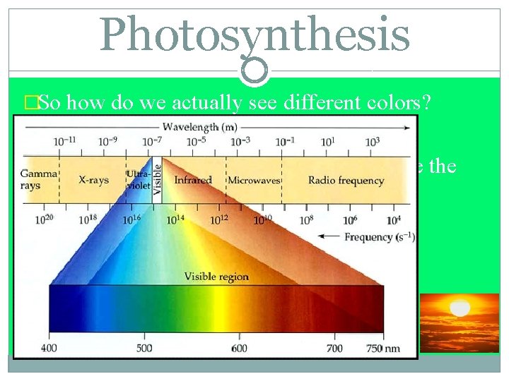 Photosynthesis �So how do we actually see different colors? �The wavelength of the light