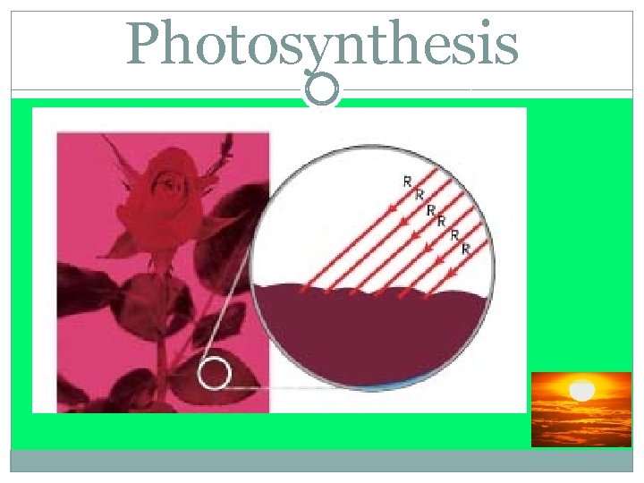 Photosynthesis 